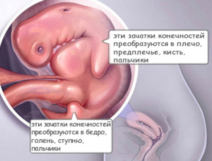 6 неделя что происходит с малышом. Шесть недель беременности. 6 Недель беременности как выглядит. Как выглядит ребёнок на 6 неделе беременности.
