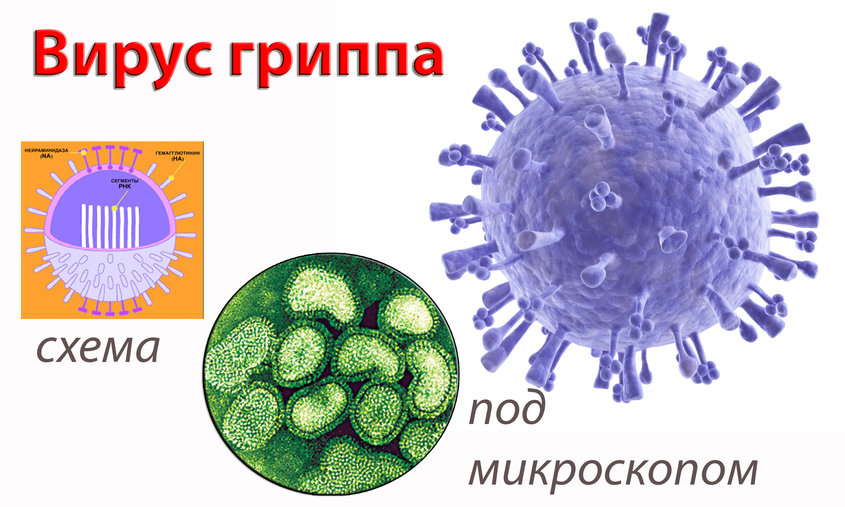 Вирус гриппа рисунок