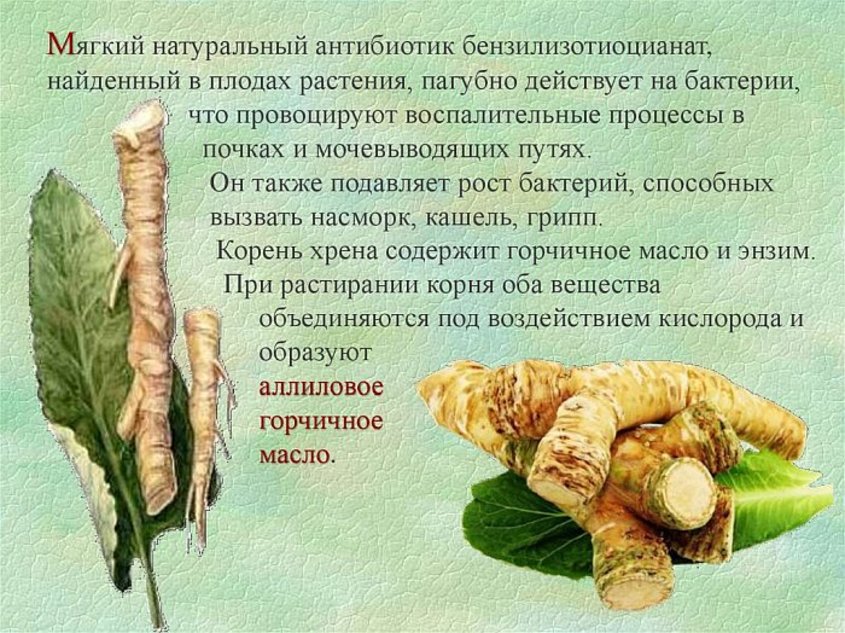 Помогать корень. Чем полезен корень хрена. Корень хрена польза. Чем полезен хрен. Чем полезен корень хрена для организма.