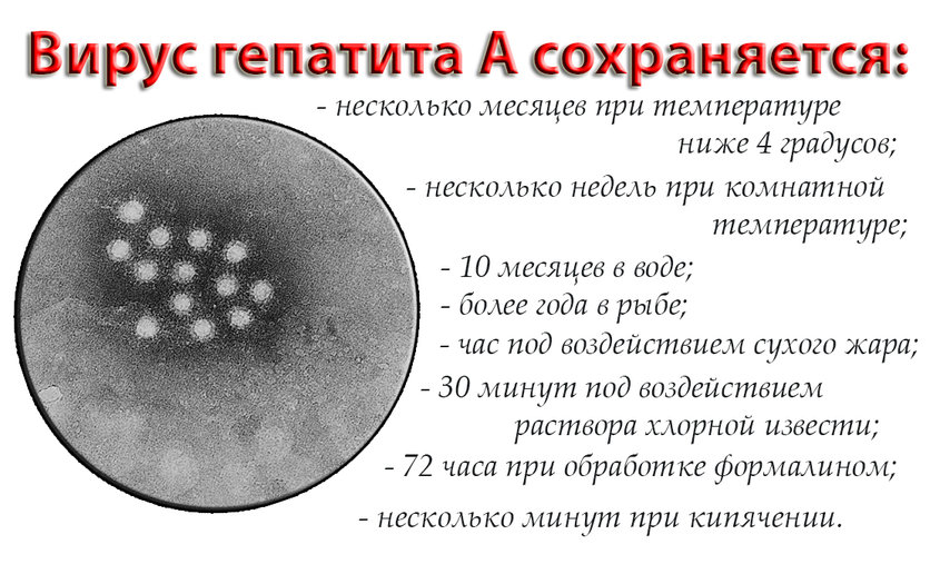 Вирусные гепатиты введение. Вирус гепатита в. Вирусный вирусный гепатит а. Возбудители вирусных гепатитов. Проявление вирусного гепатита а.